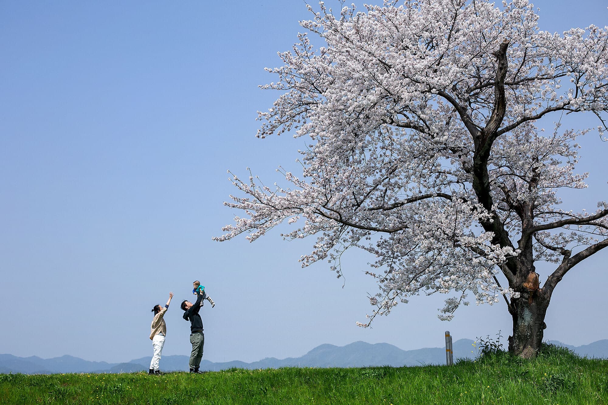桜で家族写真のロケーション撮影