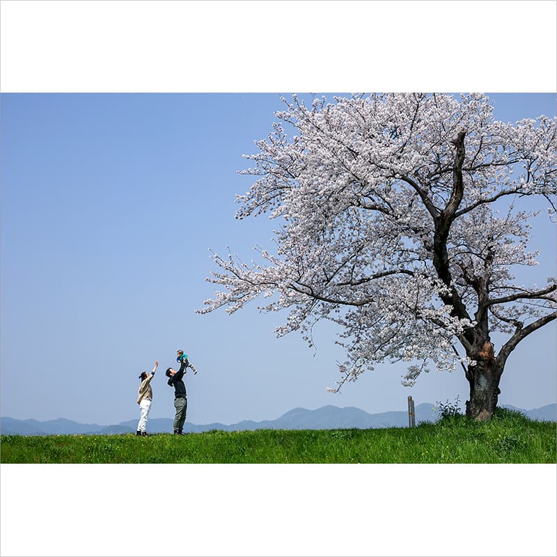 桜で家族写真のロケーション撮影